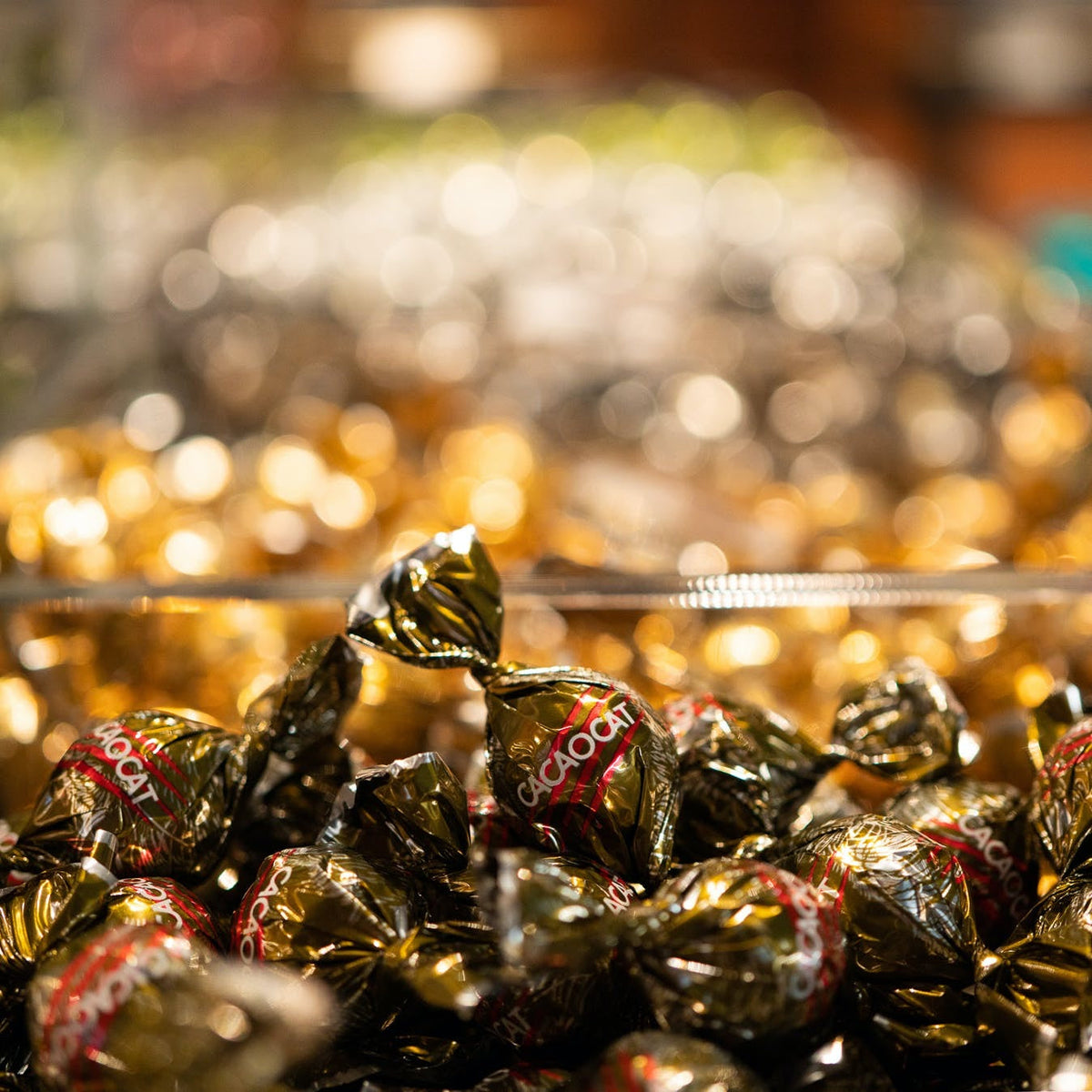 み❤️ 希少　花付き！特大カカオ苗木　チョコレートの木 希少 カカオ苗木(大) チョコレートの木 - メルカリ
